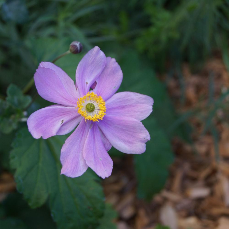 Plantes Vivaces ANEMONE hybrida 'Serenade' - Anémone du Japon en vente - Pépinière Lepage .