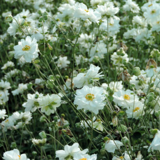 Plantes Vivaces ANEMONE hybrida 'Whirlwind' - Anémone du Japon en vente - Pépinière Lepage .