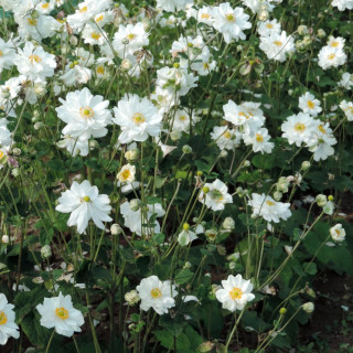 Plantes Vivaces ANEMONE hybrida 'Whirlwind' - Anémone du Japon en vente - Pépinière Lepage .