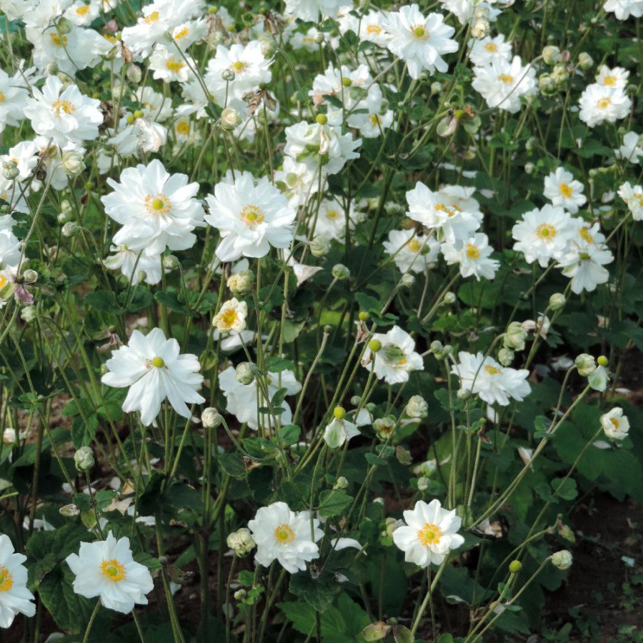 Plantes Vivaces ANEMONE hybrida 'Whirlwind' - Anémone du Japon en vente - Pépinière Lepage .