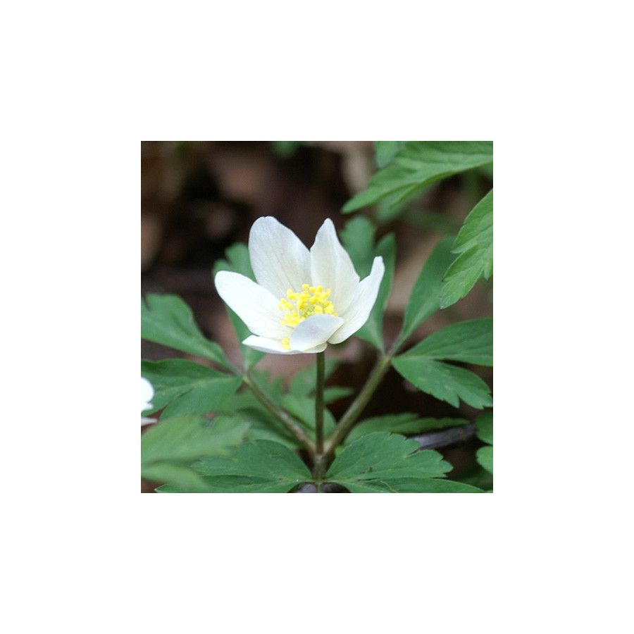 plantes-vivaces-anemone-nemorosa-anemone-des-bois-en-vente-anemone-sylvie-en-vente-pepiniere-lepage-
