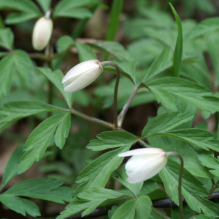 plantes-vivaces-anemone-nemorosa-anemone-des-bois-en-vente-anemone-sylvie-en-vente-pepiniere-lepage-