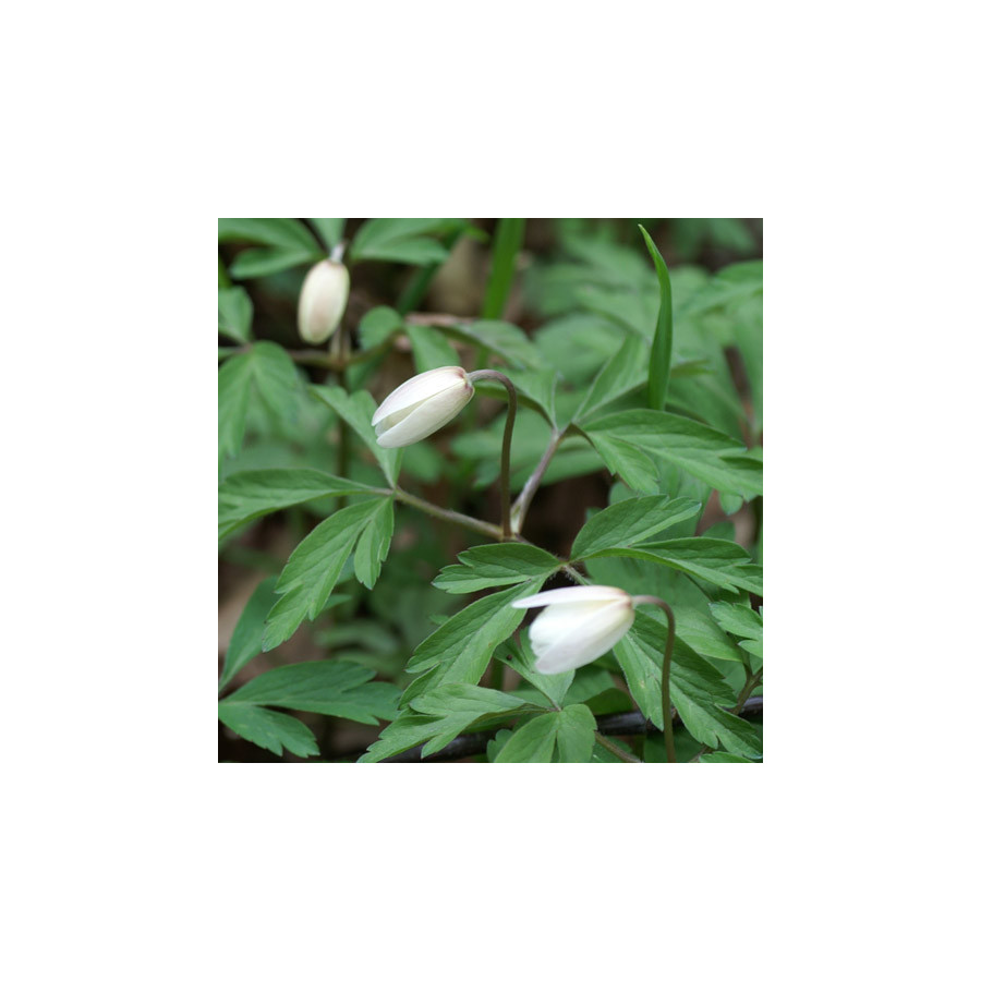 plantes-vivaces-anemone-nemorosa-anemone-des-bois-en-vente-anemone-sylvie-en-vente-pepiniere-lepage-