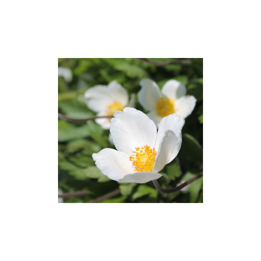 Plantes Vivaces ANEMONE sylvestris - Anémone palmée en vente - Pépinière Lepage .