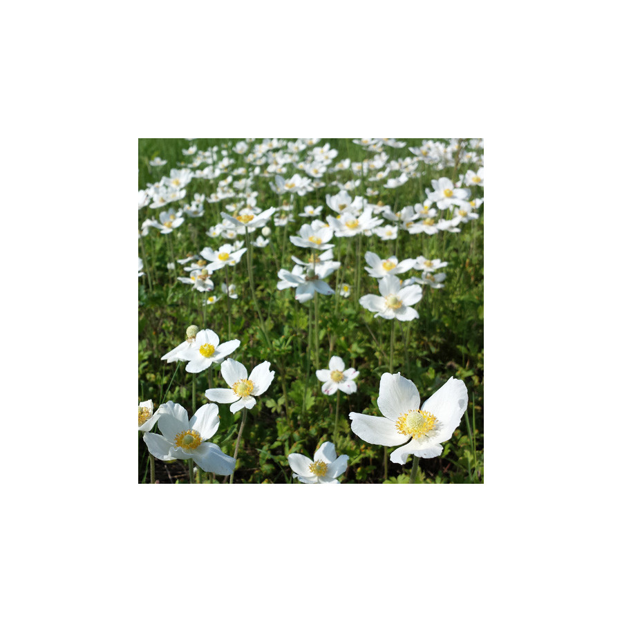 Plantes Vivaces ANEMONE sylvestris - Anémone palmée en vente - Pépinière Lepage .