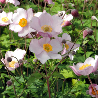 plantes-vivaces-anemone-tomentosa-robustissima-anemone-du-japon-en-vente-pepiniere-lepage-