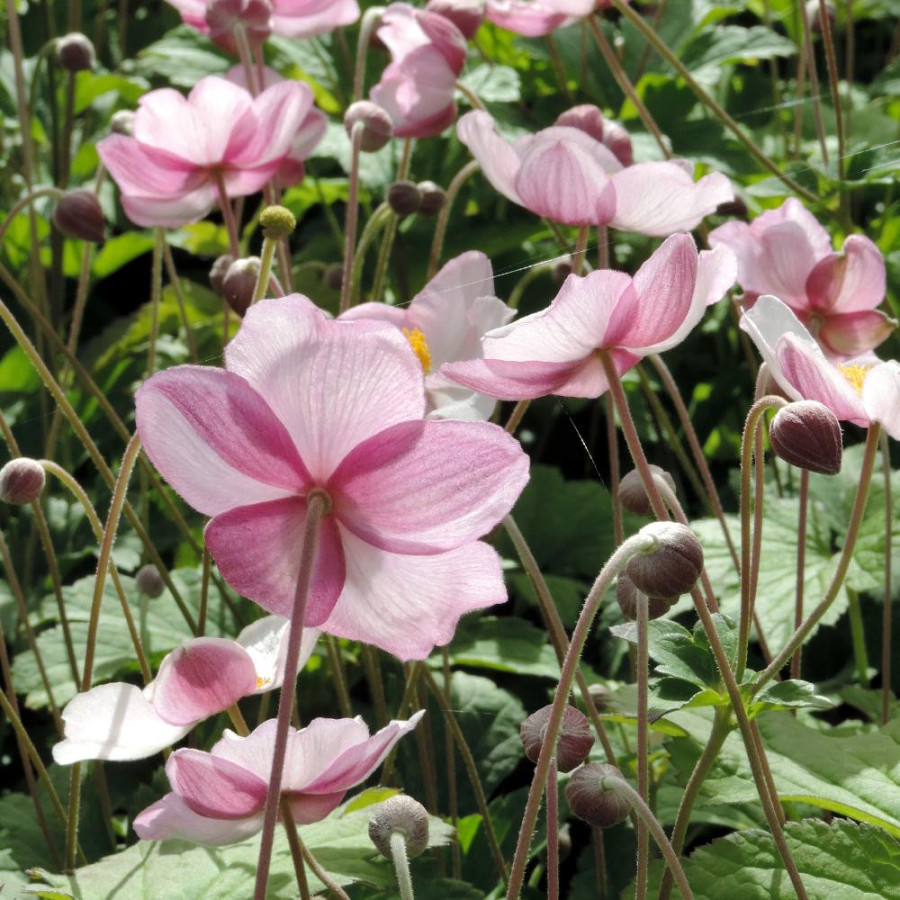 Plantes Vivaces ANEMONE tomentosa 'Robustissima' - Anémone du Japon en vente - Pépinière Lepage .