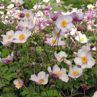 Plantes Vivaces ANEMONE tomentosa 'Robustissima' - Anémone du Japon en vente - Pépinière Lepage .