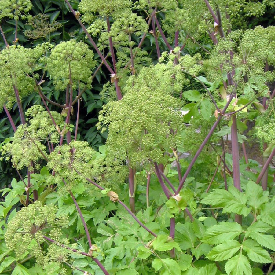 Plantes Vivaces ANGELICA archangelica - Angélique en vente - Pépinière Lepage .