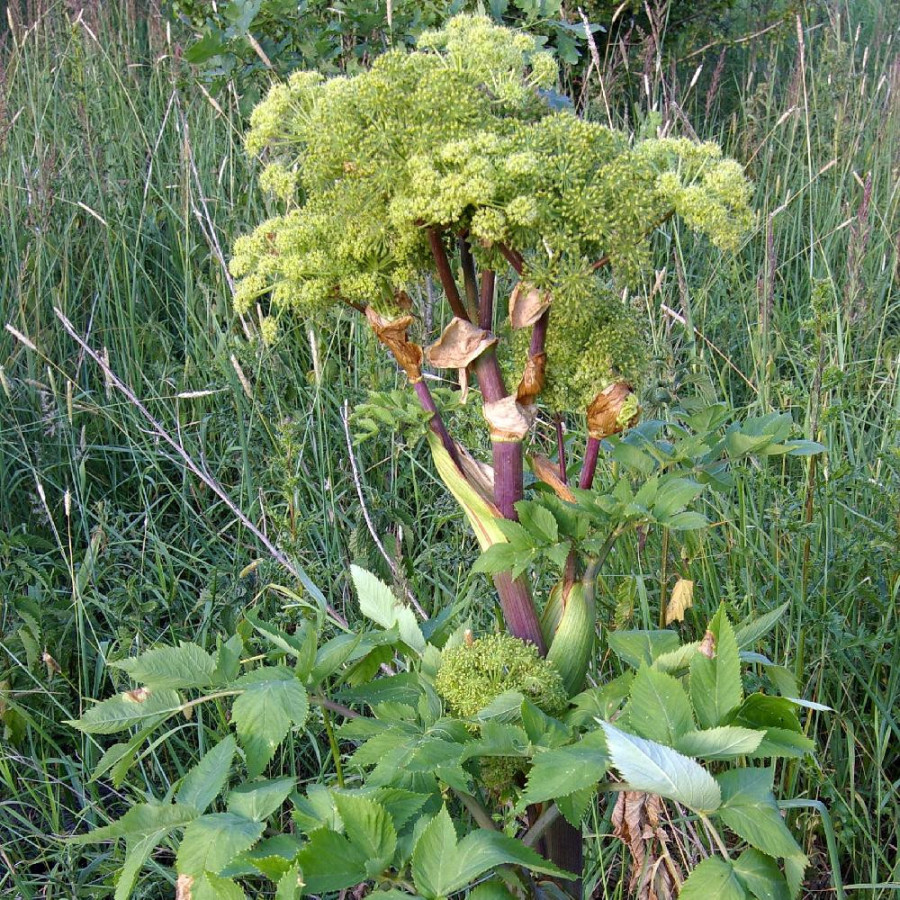 Plantes Vivaces ANGELICA archangelica - Angélique en vente - Pépinière Lepage .
