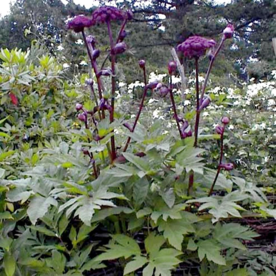 Plantes Vivaces ANGELICA gigas - Angélique en vente - Pépinière Lepage .