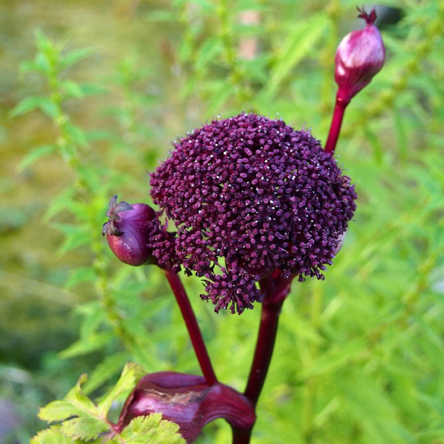 Plantes Vivaces ANGELICA gigas - Angélique en vente - Pépinière Lepage .