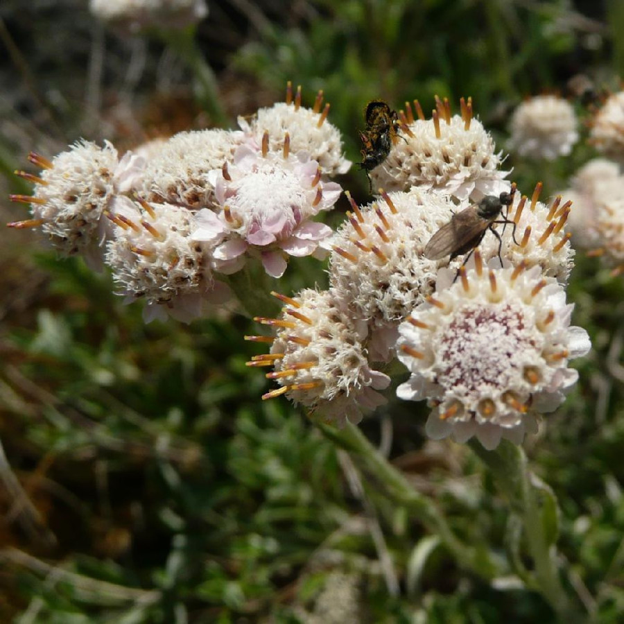 Plantes Vivaces ANTENNARIA dioica - Pied de chat en vente - Antennaire dioïque en vente - Pépinière Lepage .