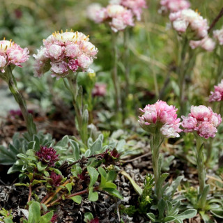 Plantes Vivaces ANTENNARIA dioica - Pied de chat en vente - Antennaire dioïque en vente - Pépinière Lepage .