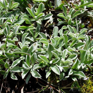 Plantes Vivaces ANTENNARIA dioica - Pied de chat en vente - Antennaire dioïque en vente - Pépinière Lepage .