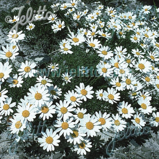 plantes-vivaces-anthemis-carpatica-karpatenschnee-camomille-en-vente-pepiniere-lepage-