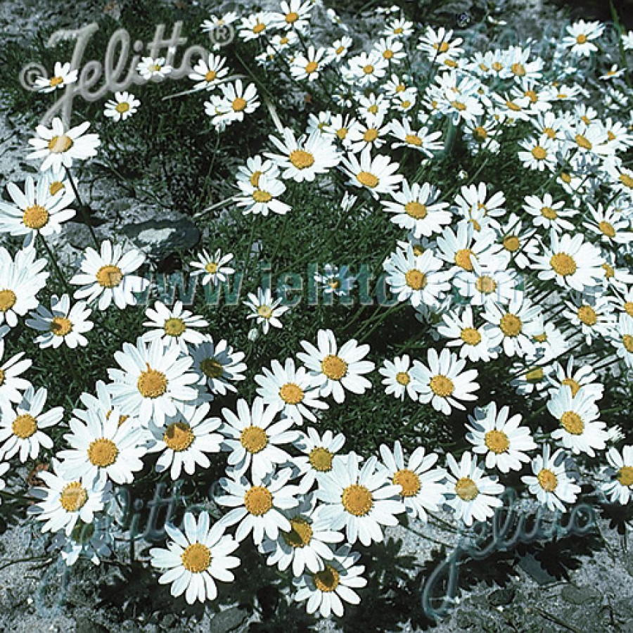 Plantes Vivaces ANTHEMIS carpatica 'Karpatenschnee' - Camomille en vente - Pépinière Lepage .