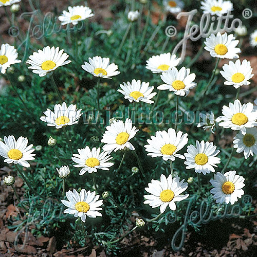 Plantes Vivaces ANTHEMIS carpatica 'Karpatenschnee' - Camomille en vente - Pépinière Lepage .