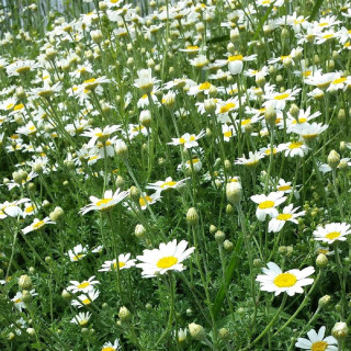 Plantes Vivaces ANTHEMIS carpatica 'Karpatenschnee' - Camomille en vente - Pépinière Lepage .