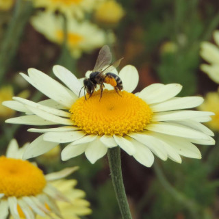 plantes-vivaces-anthemis-tinctoria-ec-buxton-camomille-en-vente-camomille-des-teinturiers-en-vente-pepiniere-lepage-