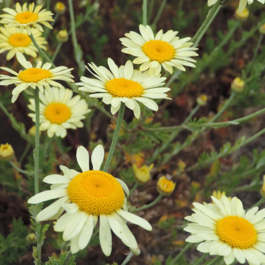 plantes-vivaces-anthemis-tinctoria-ec-buxton-camomille-en-vente-camomille-des-teinturiers-en-vente-pepiniere-lepage-