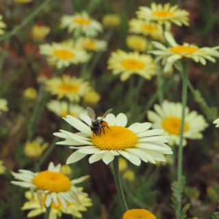 plantes-vivaces-anthemis-tinctoria-ec-buxton-camomille-en-vente-camomille-des-teinturiers-en-vente-pepiniere-lepage-