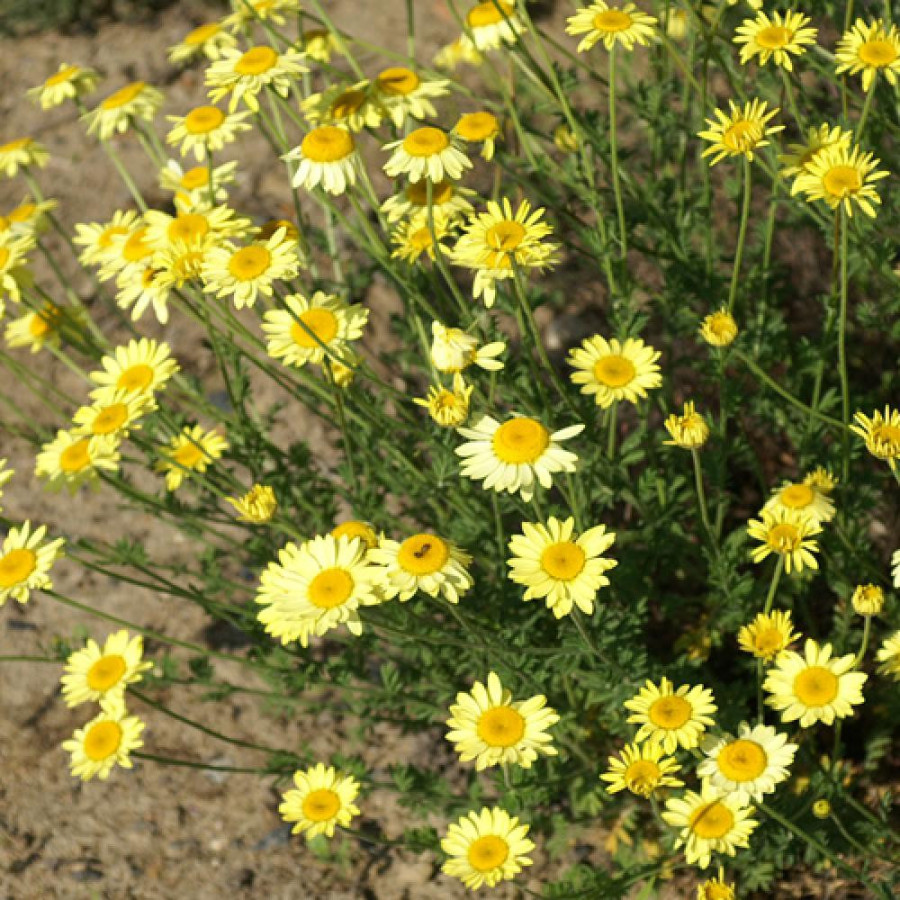 plantes-vivaces-anthemis-tinctoria-ec-buxton-camomille-en-vente-camomille-des-teinturiers-en-vente-pepiniere-lepage-