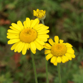 plantes-vivaces-anthemis-tinctoria-kelwayi-camomille-en-vente-camomille-des-teinturiers-en-vente-pepiniere-lepage-