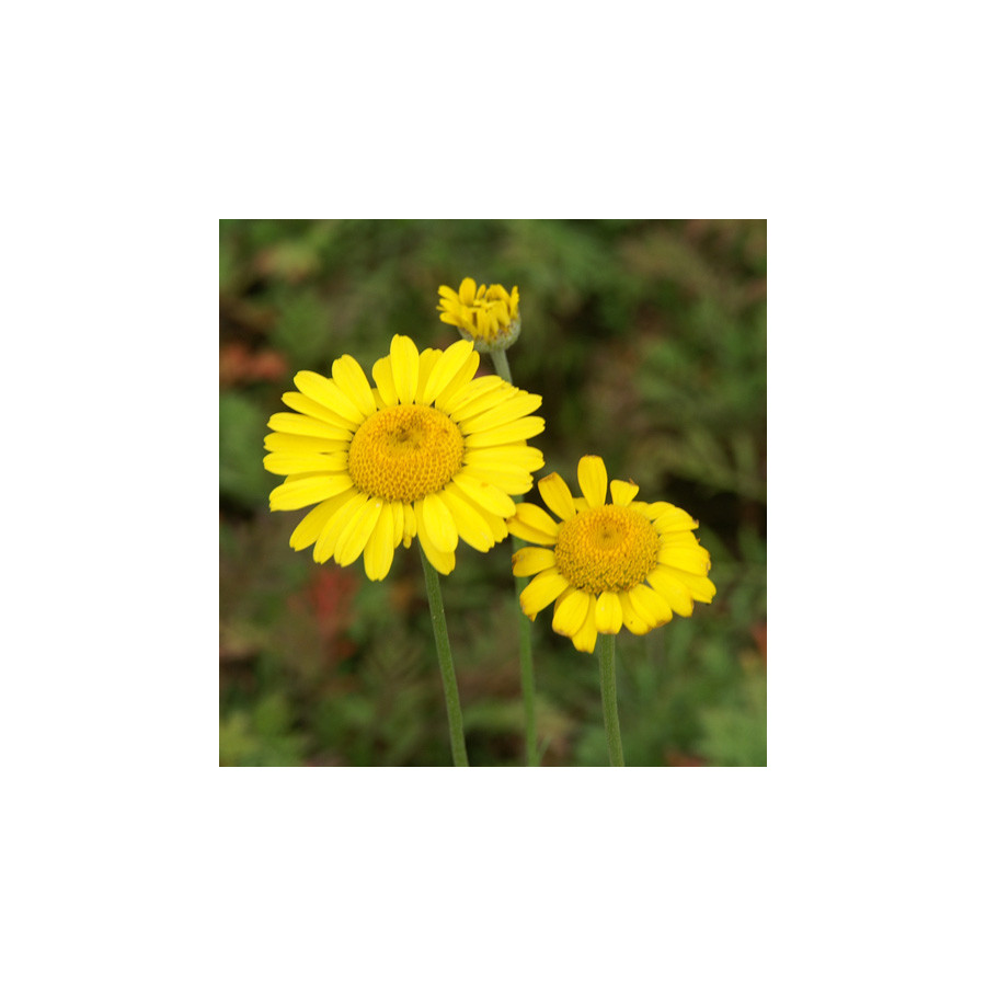 Plantes Vivaces ANTHEMIS tinctoria 'Kelwayi' - Camomille en vente - Camomille des teinturiers en vente - Pépinière Lepage .