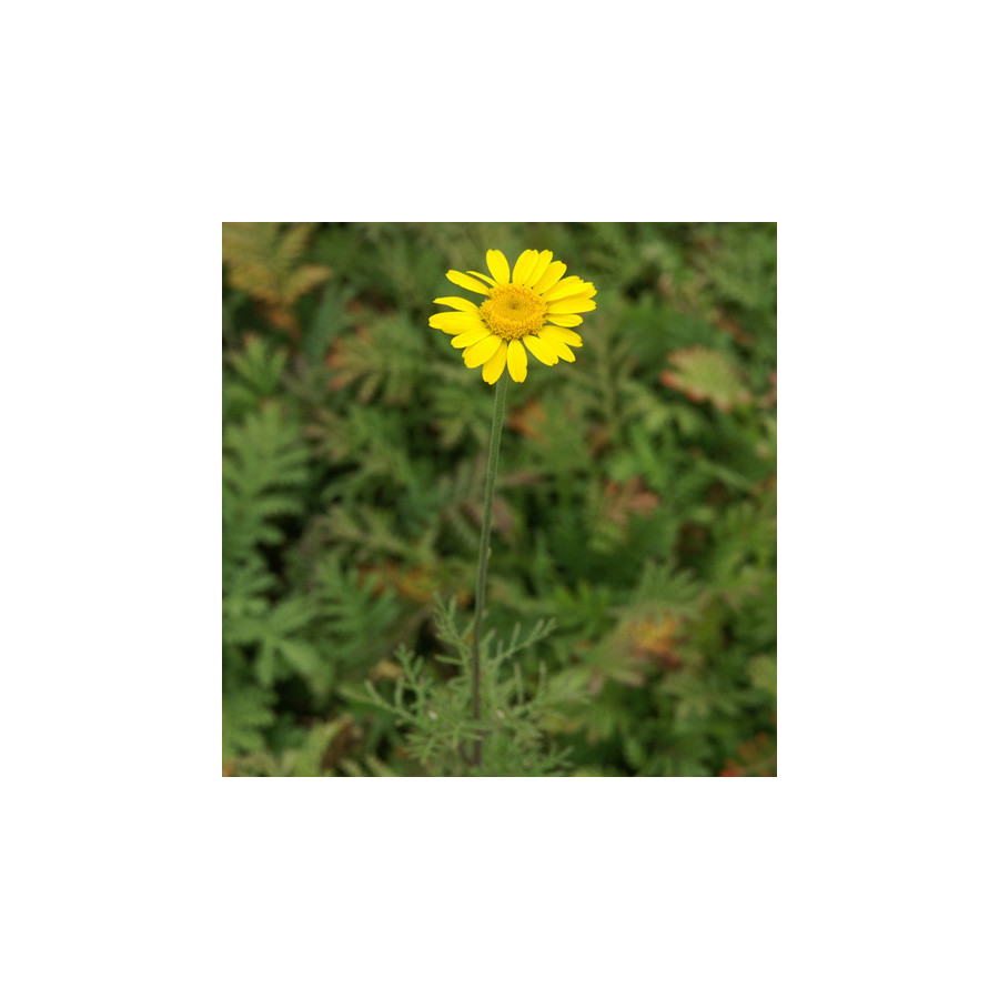Plantes Vivaces ANTHEMIS tinctoria 'Kelwayi' - Camomille en vente - Camomille des teinturiers en vente - Pépinière Lepage .