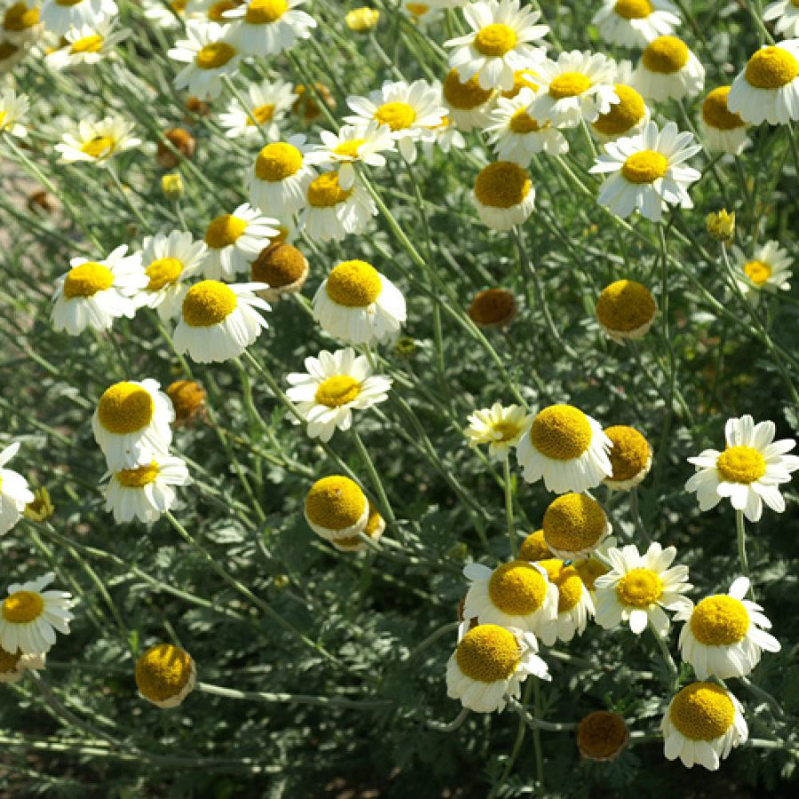 Plantes Vivaces ANTHEMIS tinctoria 'Sauce Hollandaise' - Camomille en vente - Camomille des teinturiers en vente - Pépinière Lep
