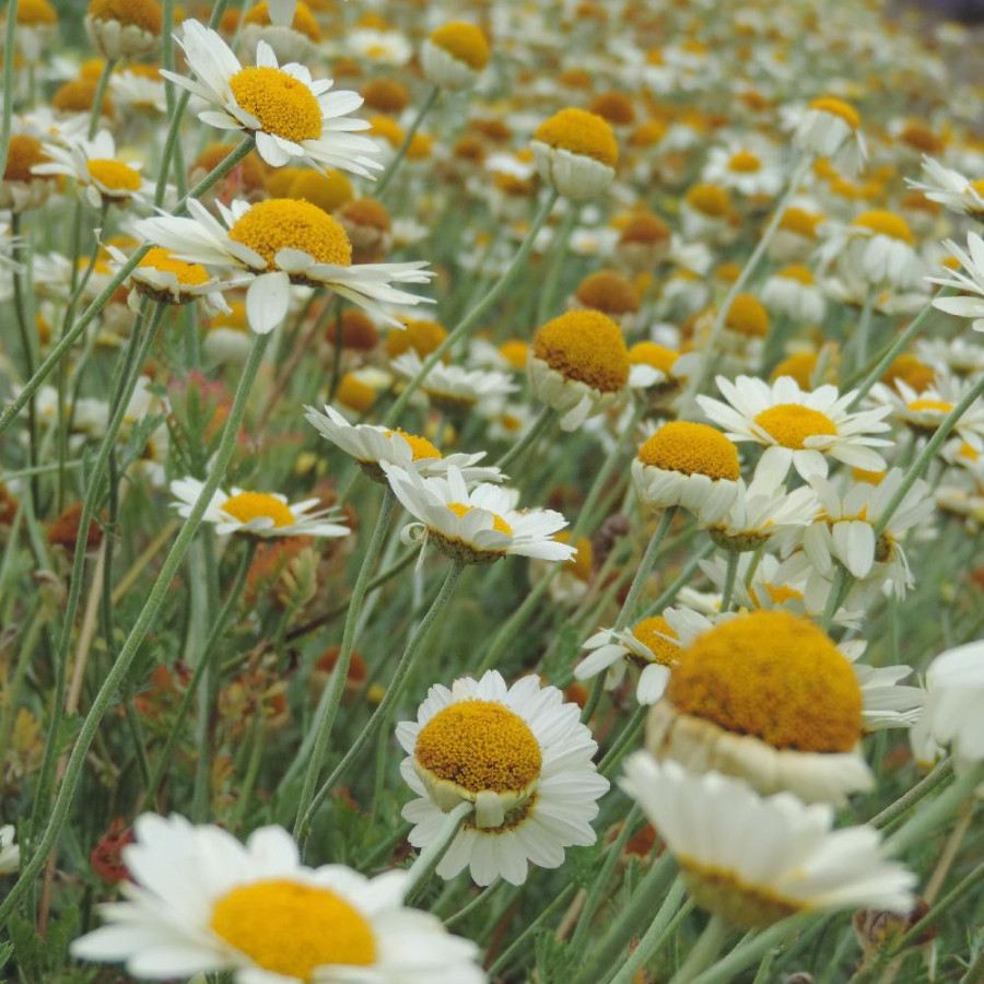 Plantes Vivaces ANTHEMIS tinctoria 'Sauce Hollandaise' - Camomille en vente - Camomille des teinturiers en vente - Pépinière Lep
