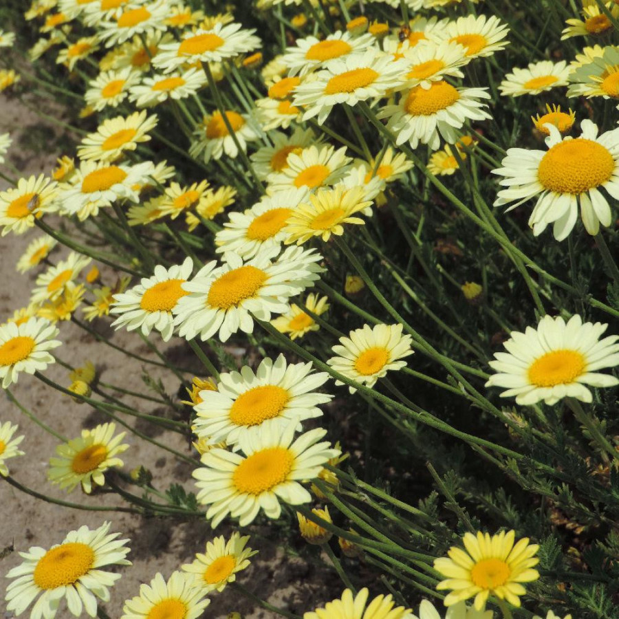 Plantes Vivaces ANTHEMIS tinctoria 'Wargrave' - Camomille en vente - Camomille des teinturiers en vente - Pépinière Lepage .