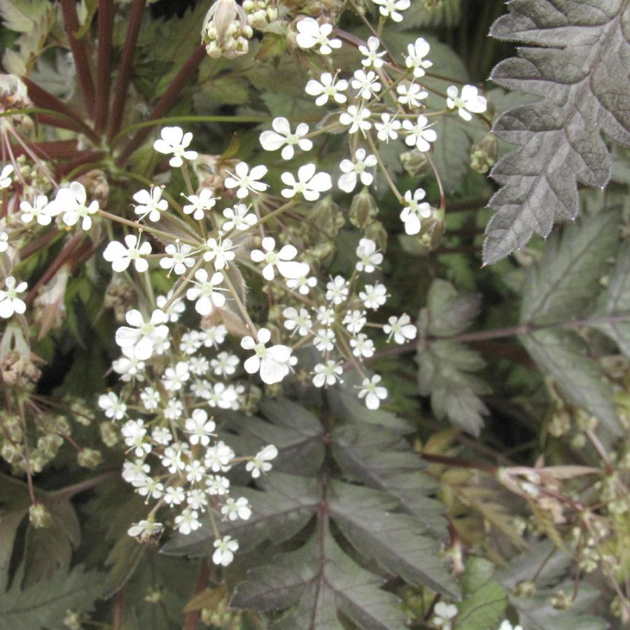 Plantes Vivaces ANTHRISCUS sylvestris 'Ravenswing' - Cerfeuil sauvage pourpre en vente - Pépinière Lepage .