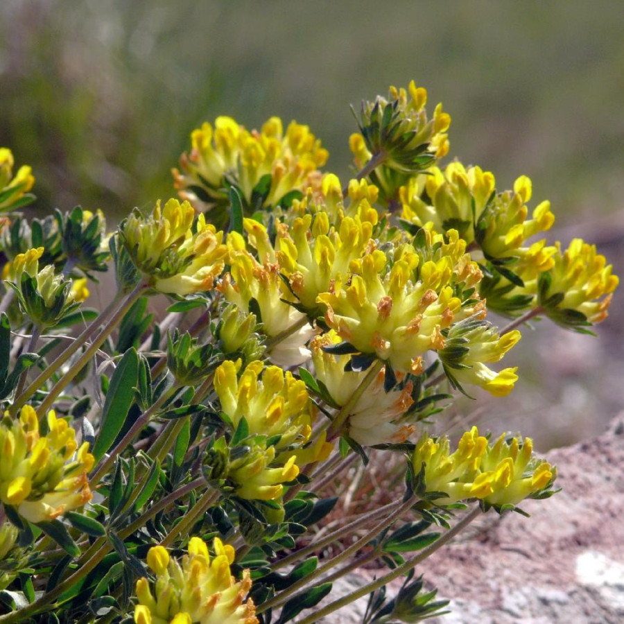 ANTHYLLIS vulneraria