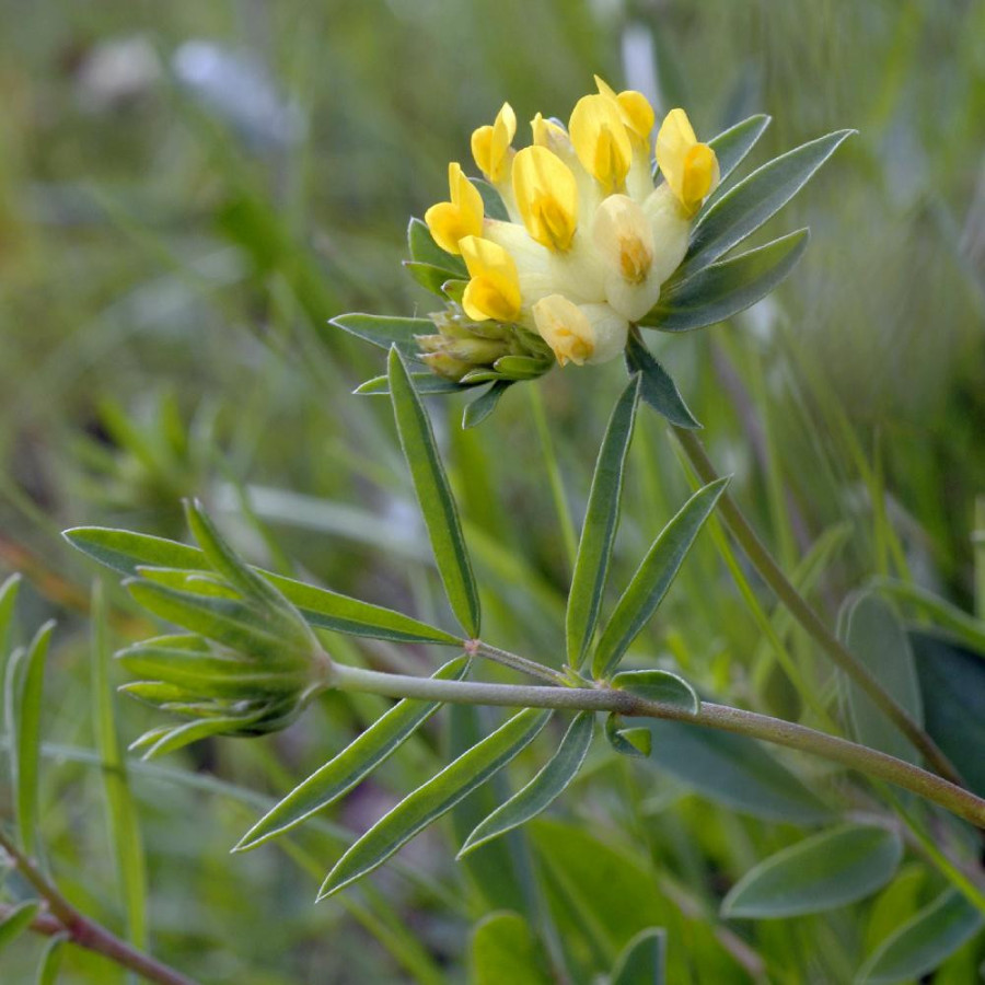 ANTHYLLIS vulneraria