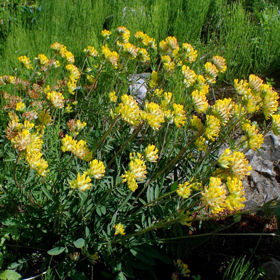 ANTHYLLIS vulneraria