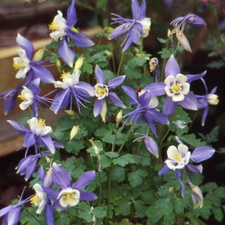 plantes-vivaces-aquilegia-blue-star-ancolie-en-vente-pepiniere-lepage-
