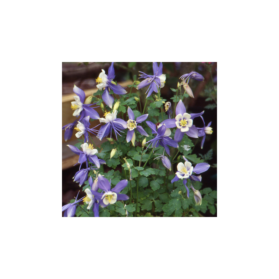 Plantes Vivaces AQUILEGIA 'Blue Star' - Ancolie en vente - Pépinière Lepage .
