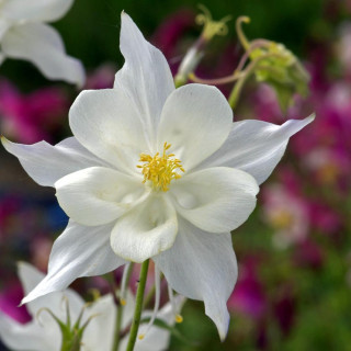 plantes-vivaces-aquilegia-kristall-ancolie-en-vente-pepiniere-lepage-