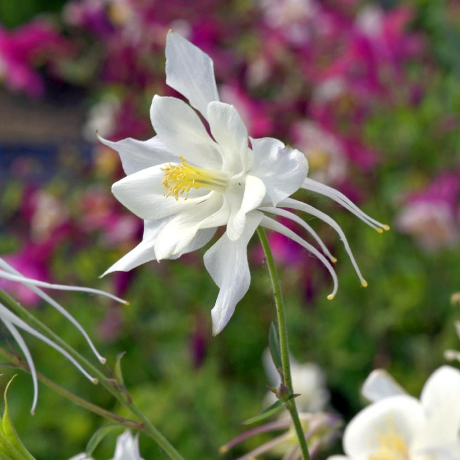 Plantes Vivaces AQUILEGIA 'Kristall' - Ancolie en vente - Pépinière Lepage .