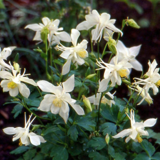 Plantes Vivaces AQUILEGIA 'Kristall' - Ancolie en vente - Pépinière Lepage .