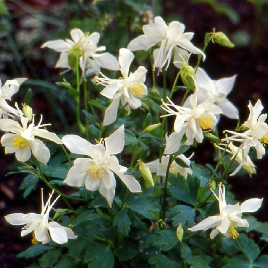 Plantes Vivaces AQUILEGIA 'Kristall' - Ancolie en vente - Pépinière Lepage .