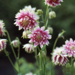 plantes-vivaces-aquilegia-nora-barlow-ancolie-en-vente-pepiniere-lepage-