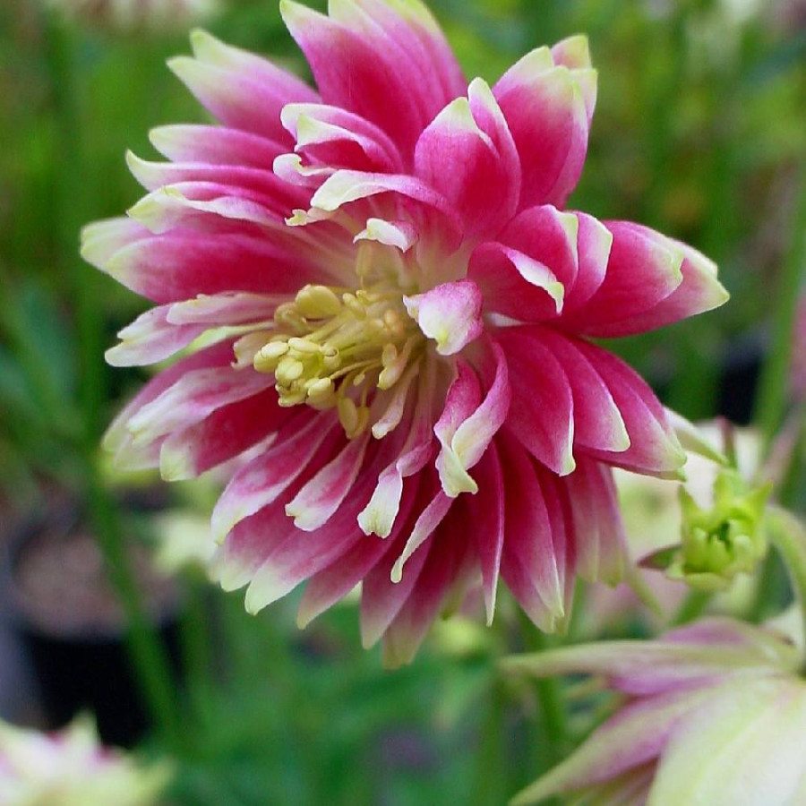 Plantes Vivaces AQUILEGIA 'Nora Barlow' - Ancolie en vente - Pépinière Lepage .