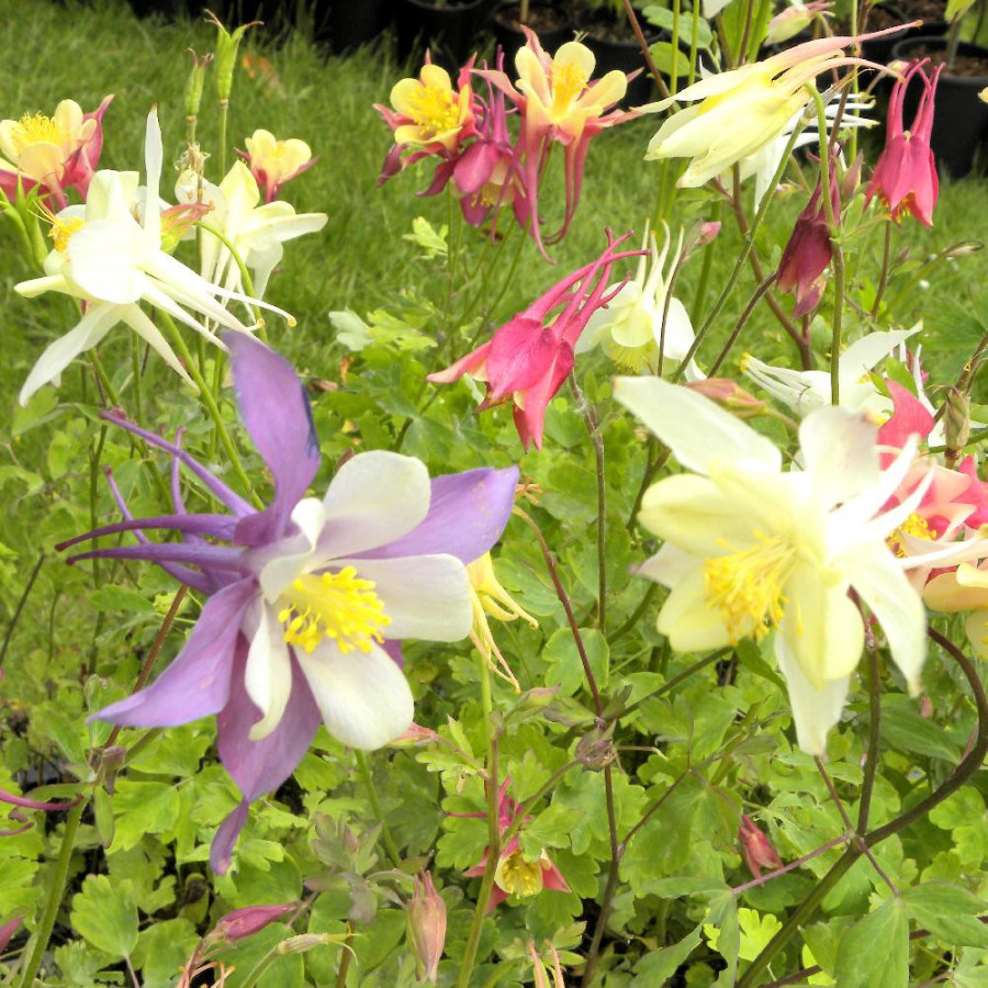 Plantes Vivaces AQUILEGIA Mc Kana Hybrids - Ancolie en vente - Pépinière Lepage .
