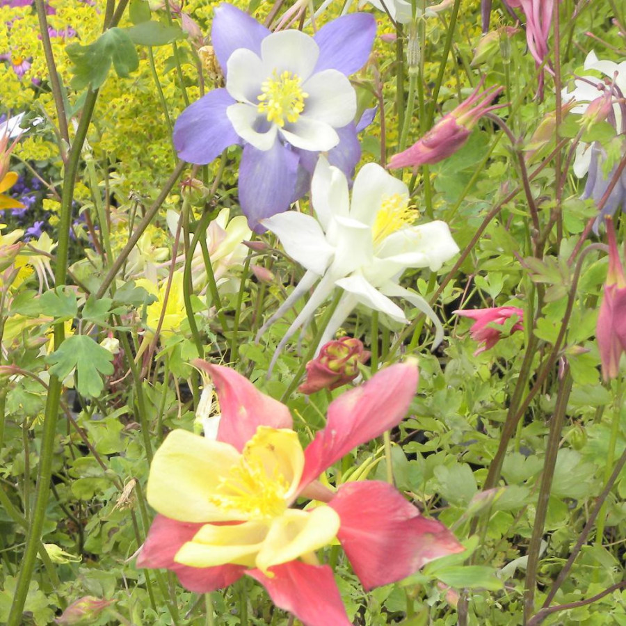 Plantes Vivaces AQUILEGIA Mc Kana Hybrids - Ancolie en vente - Pépinière Lepage .
