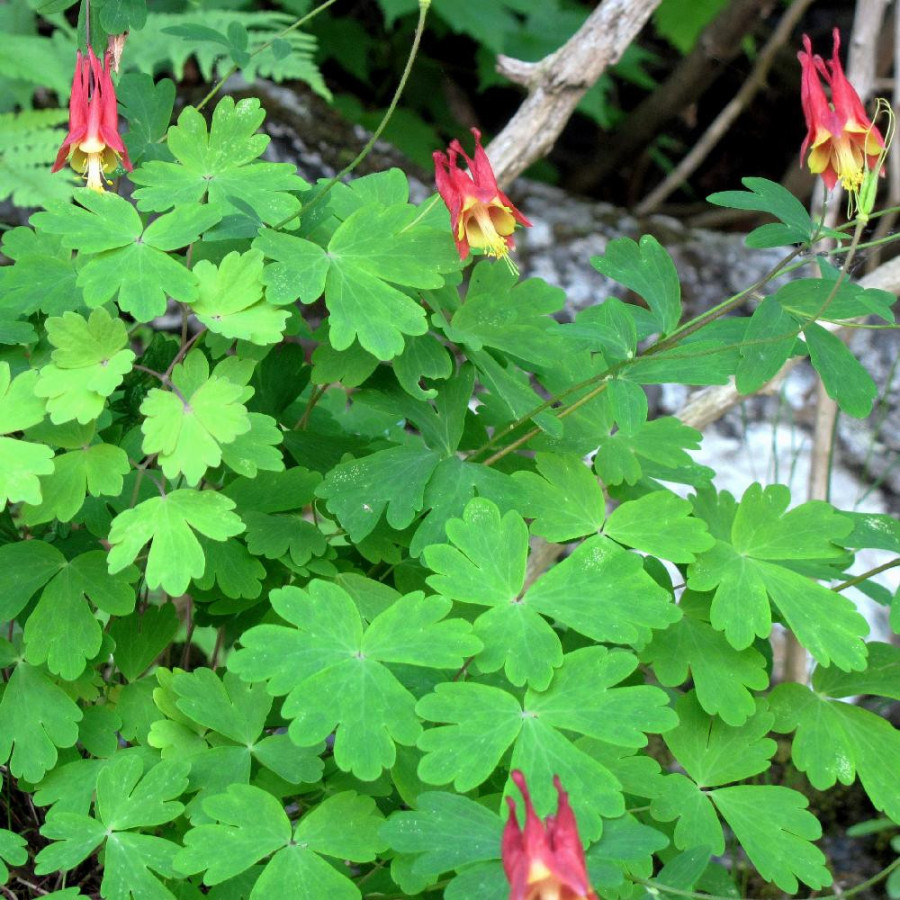 plantes-vivaces-aquilegia-canadensis-ancolie-du-canada-en-vente-pepiniere-lepage-