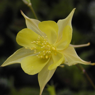 plantes-vivaces-aquilegia-chrysantha-yellow-queen-ancolie-en-vente-pepiniere-lepage-
