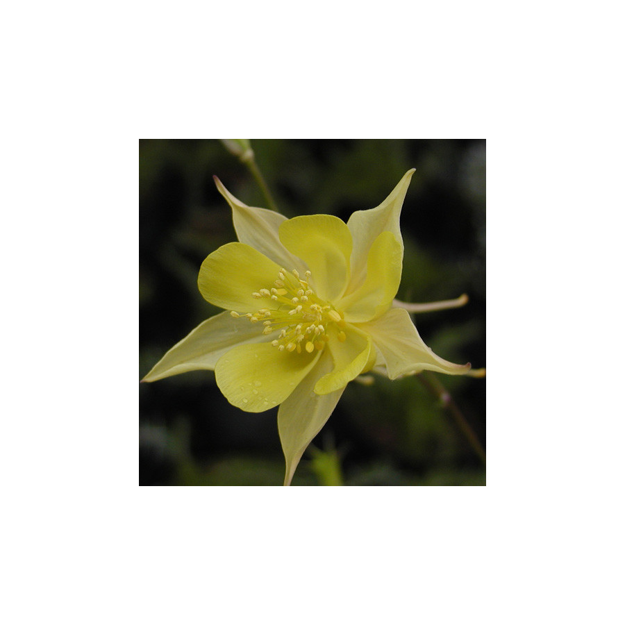 Plantes Vivaces AQUILEGIA chrysantha 'Yellow Queen' - Ancolie en vente - Pépinière Lepage .